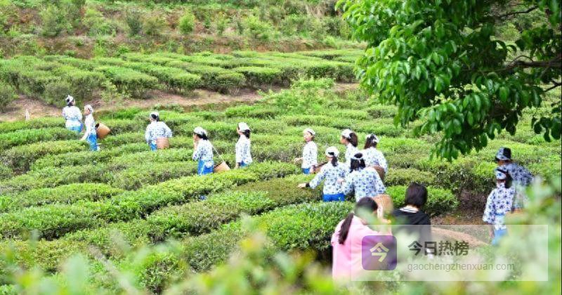 春茶上山，丹溪把一片叶子做成“亿元产业链”