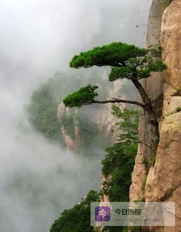 松风里的父影：读懂一棵树，也读懂父亲