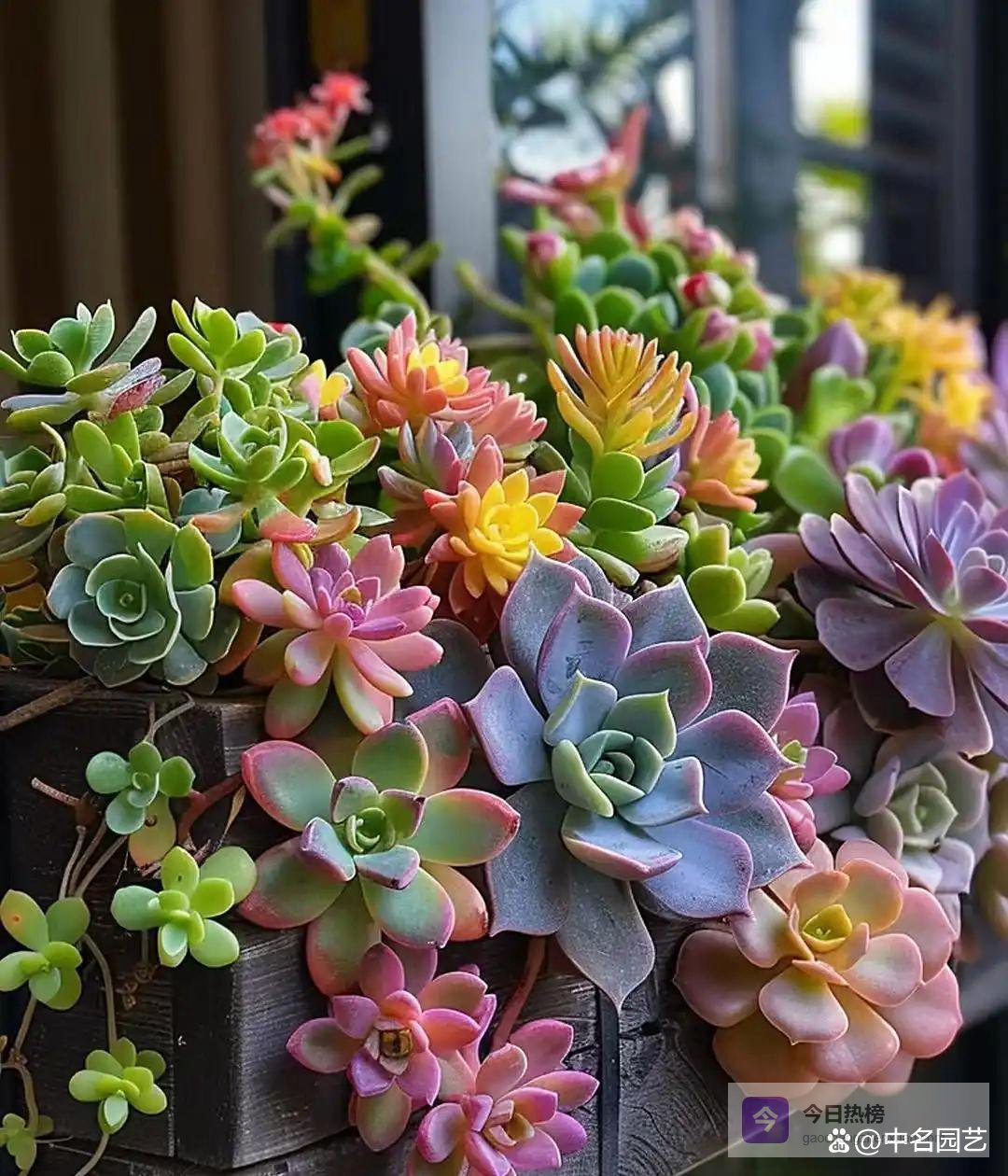 多肉烂根必看！10分钟根系清洗法，3步到位，每月1次，养出爆根胖嘟嘟多肉