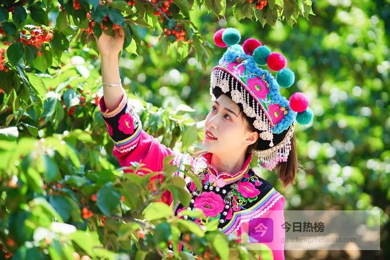 走，周末摘樱桃去啦~~