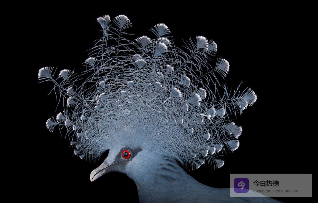 十种珍稀生灵，带你一秒穿越自然奇境