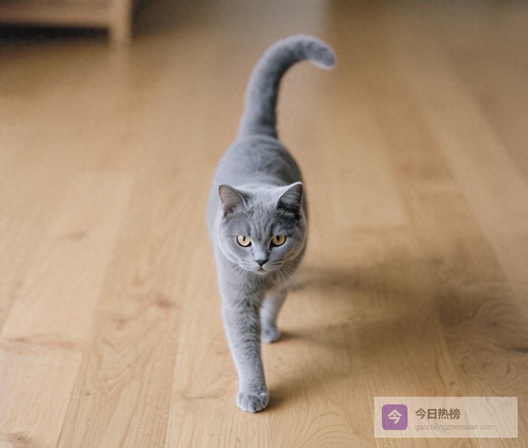 当猫咪靠近哭泣的你：它们到底读出了什么情绪？