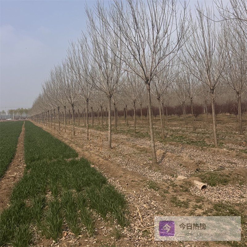 云南行道造型14公分白蜡采购价格及参考要点