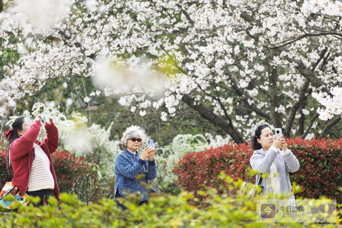 清明踏春在自然的怀抱中感受生命的蓬勃与希望