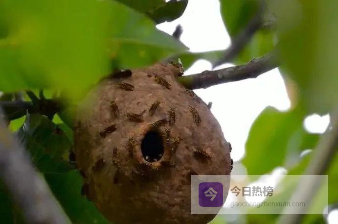 私车带蜂酿险情：马蜂蛰人背后的警示与自救指南