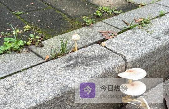 广东雨季“毒蘑菇”警钟：辨毒误区全拆解