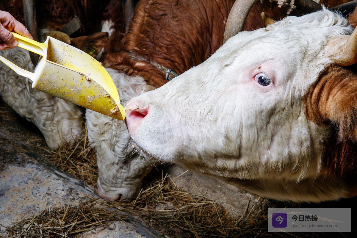 紧急！新疆甘肃爆发口蹄疫疫情，数百头牛发病，已启动应急机制！