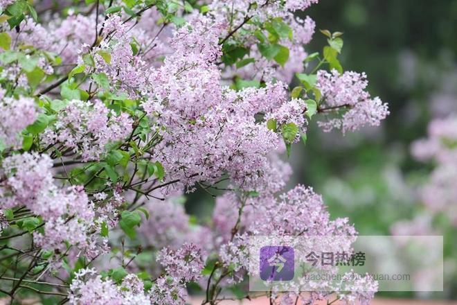 圆明园第三十一届踏青节开幕 推出两条特色赏花路线
