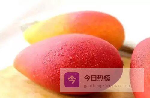 贵妃芒高效栽培全流程：定植到套袋一次看懂