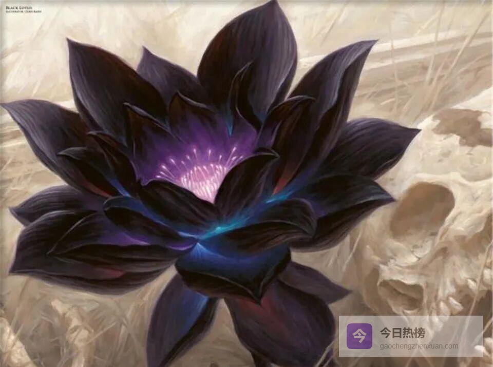 一张黑莲花让卡包身价暴涨，收藏圈里的“翡翠赌石”