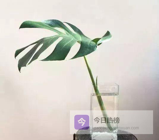 10种“零门槛”绿植，让家自带治愈滤镜