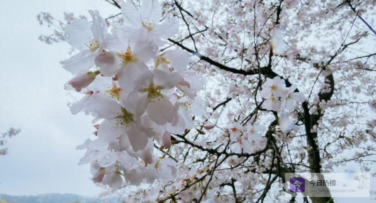 四月启幕：把遗憾留在三月，把新生带进四月