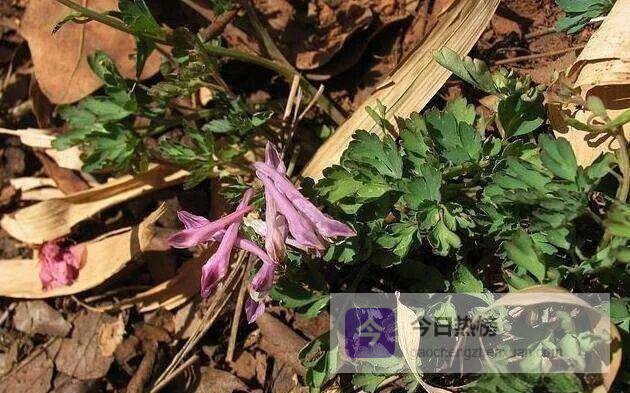 五味草全档案：从山林到药罐的祛风明目之旅