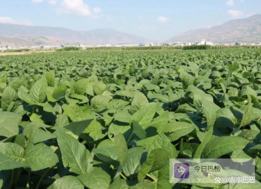 矿源黄腐酸钾搭配化肥：解锁农业增产提质新密码！