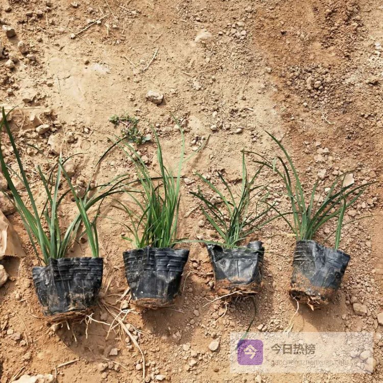 兰花三七如何打造夏日园林景观？耐寒观花地被植物解析