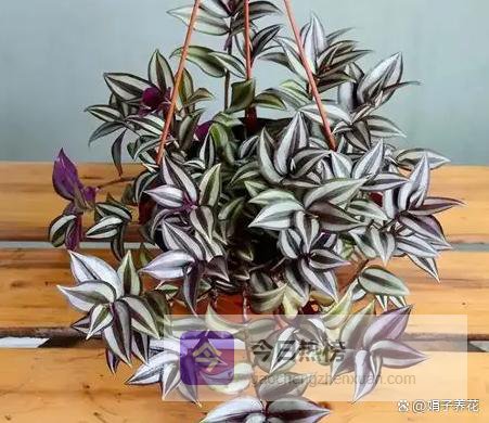 老话“阳台摆3花，家败不旺财”不是迷信！尤其第三种，暗藏危险！