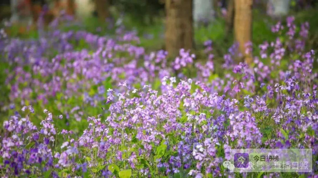 遍地紫气！日照这片花海火了，随手一拍就是“莫奈的花园”