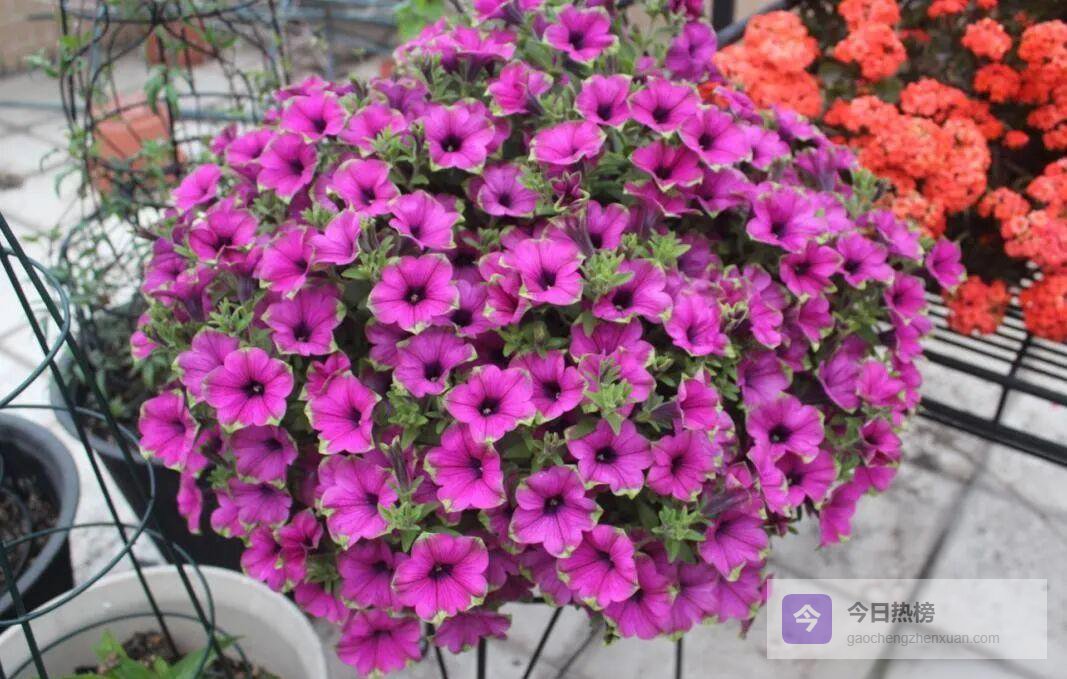 落花不扫：一场花友群里的“美”与“累”之辩