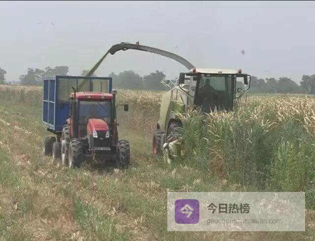 黄河滩涂长出“绿色黄金”——巨菌草让荒地变聚宝盆