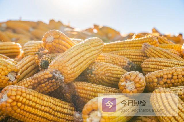 4月10日玉米：山东领涨，河南跟涨！