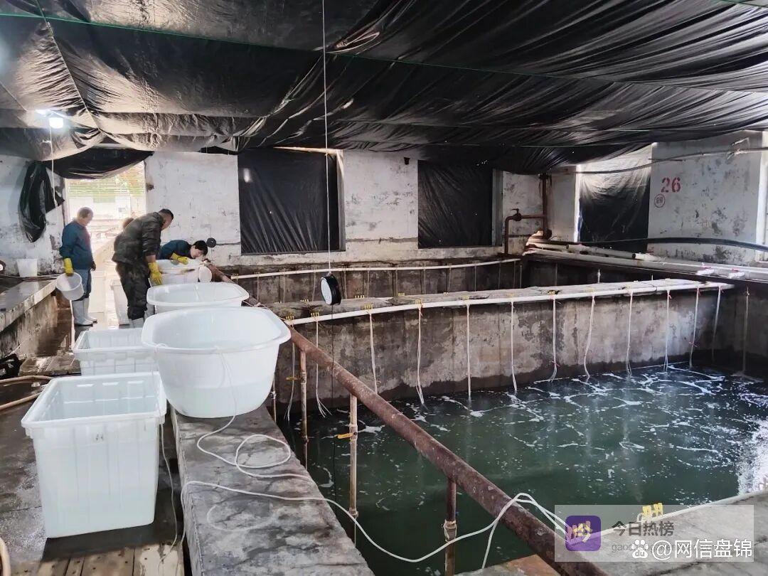 8亿尾虾苗将游向万亩池塘