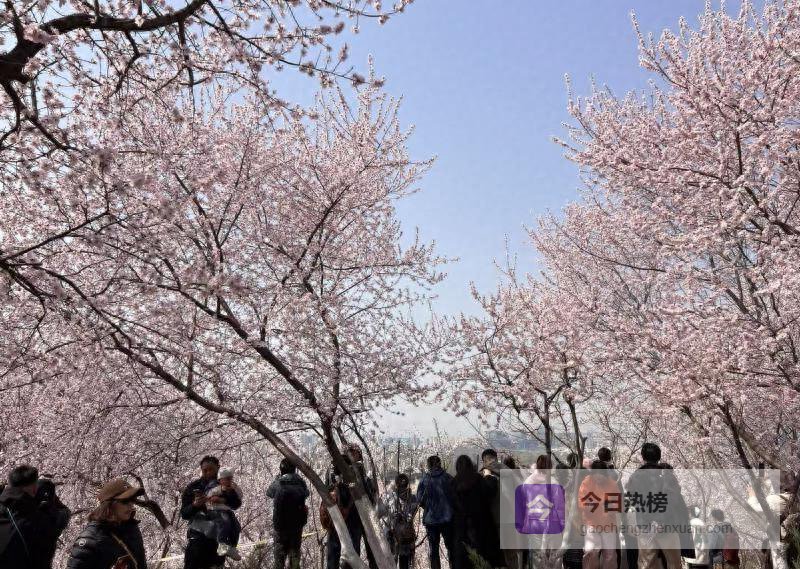 清明“加长版”假期点燃全国旅游引擎，北京稳坐亲子热门C位