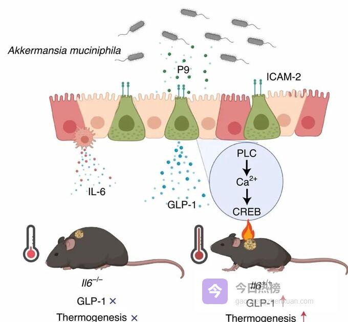 中大新发现：调整节食模式，一周均减8斤且改善血糖血脂